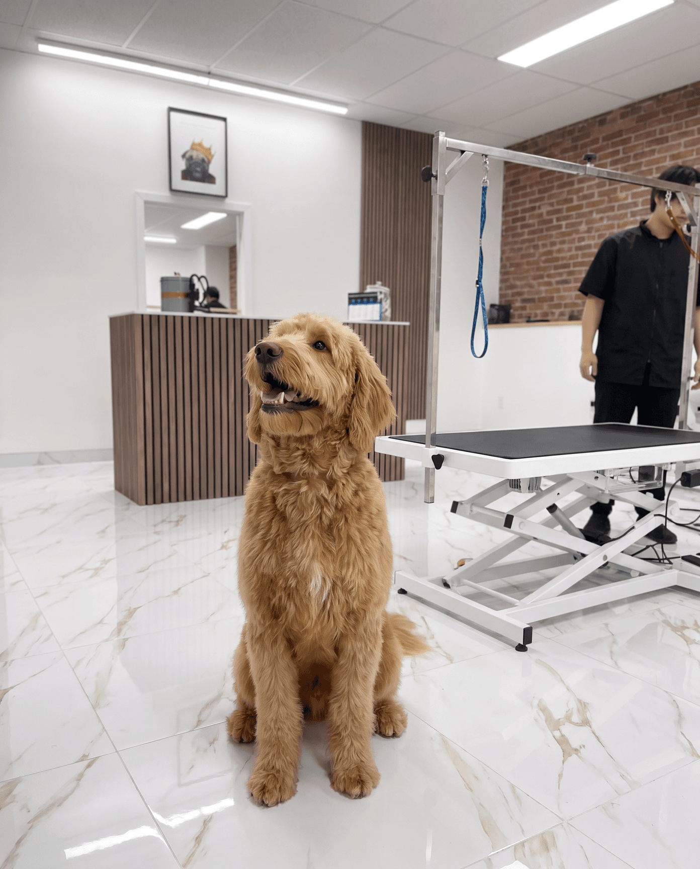 Toilettage professionnel complet chez Royal Toilettage