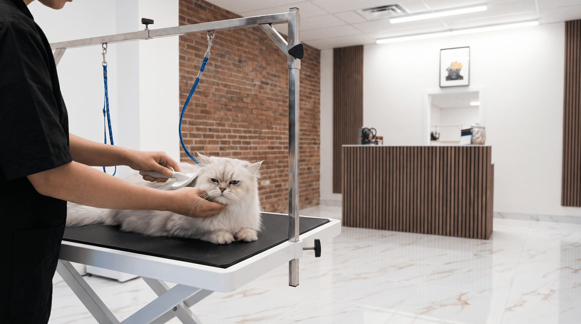 A Persian cat being brushed on a grooming table