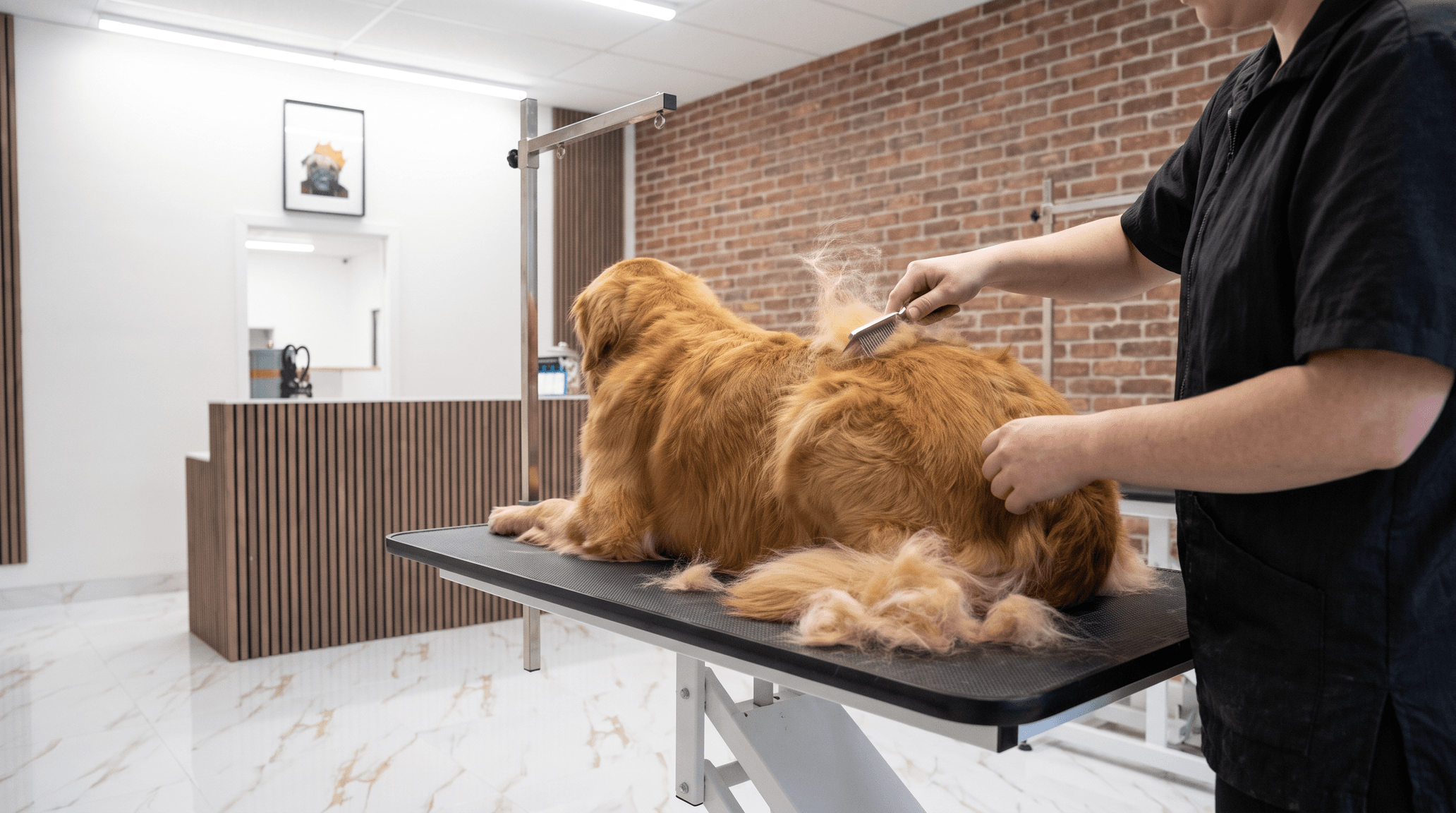 Deshedding brush-out on a Golden Retriever, dead hair on the table