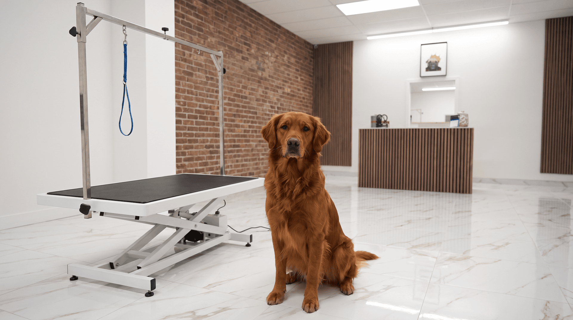 Un golden retriever au poil brillant, assis à la maison