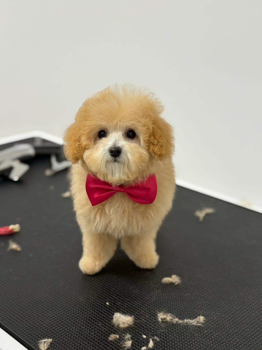 A dog after its groom at Royal Toilettage in Montréal