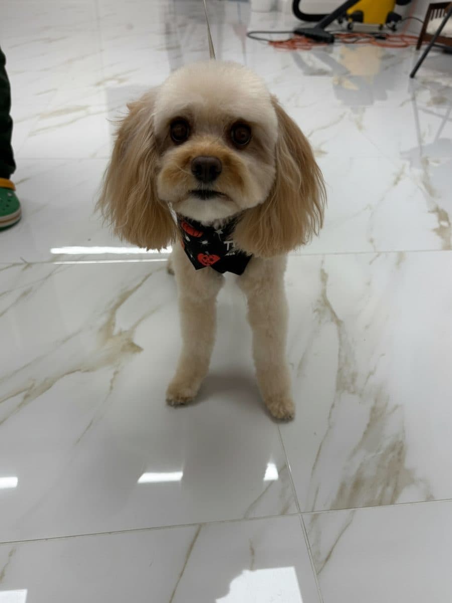 A dog after its groom at Royal Toilettage in Montréal