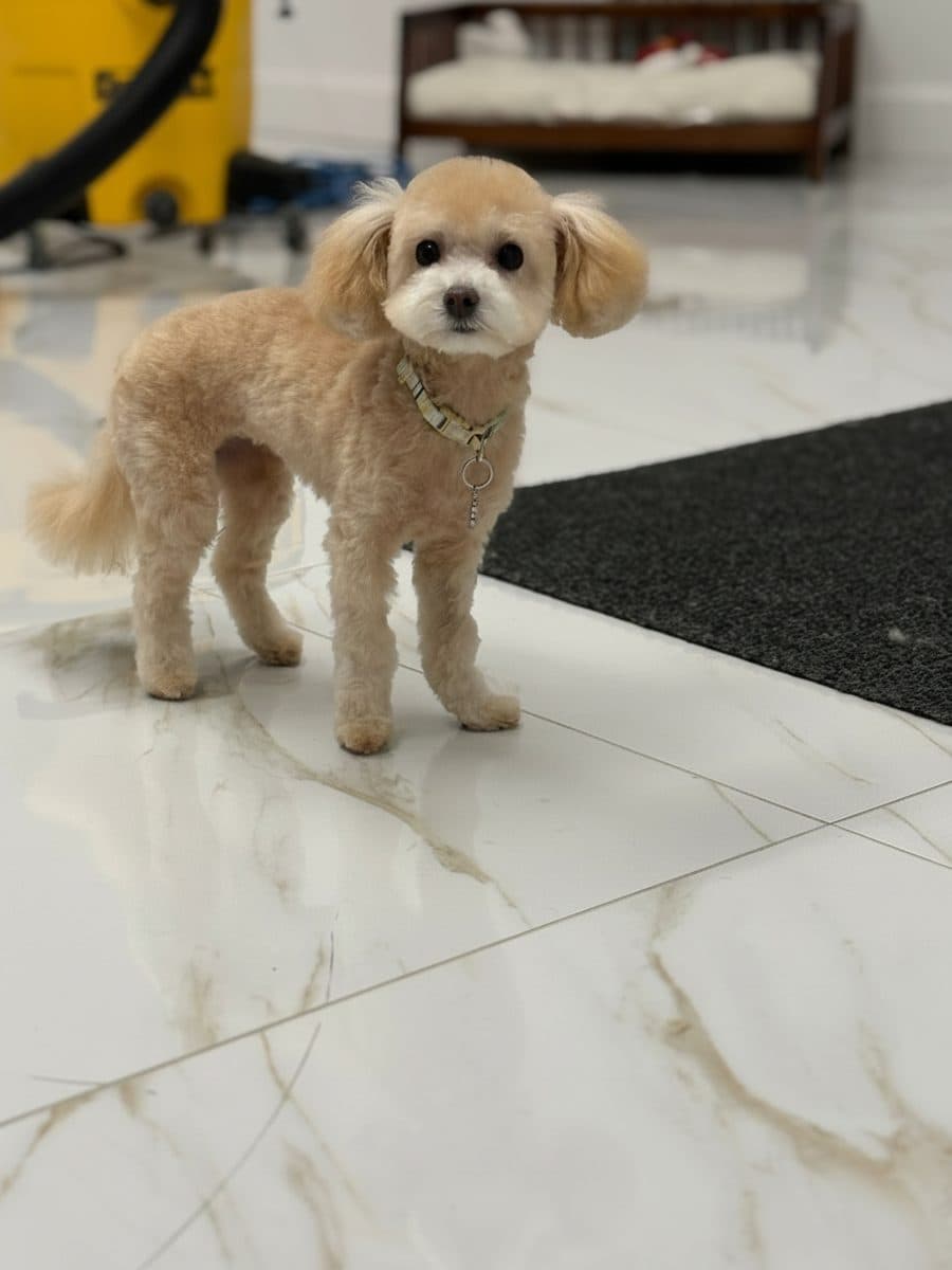 A dog after its groom at Royal Toilettage in Montréal