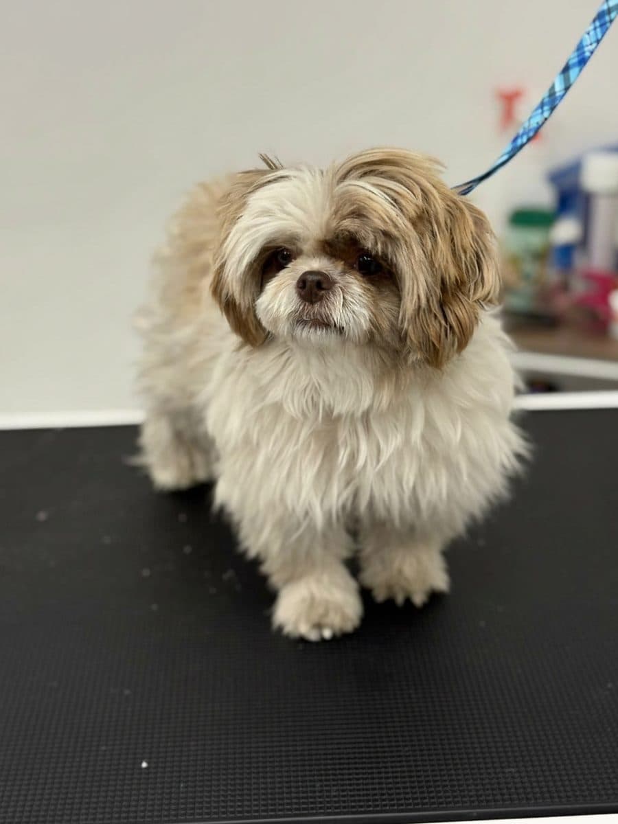 A dog after its groom at Royal Toilettage in Montréal