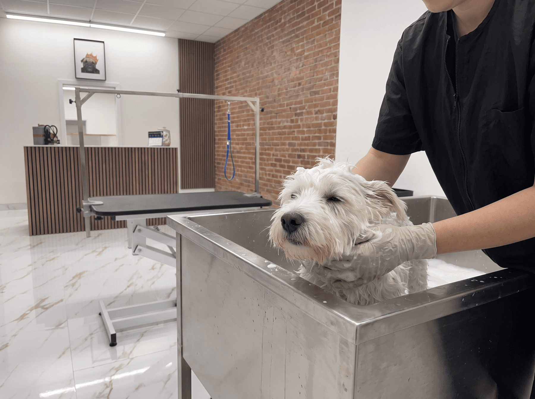 A small white dog in the bath at the grooming salon